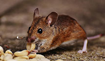 stored-product-pest-control Experts in McNary